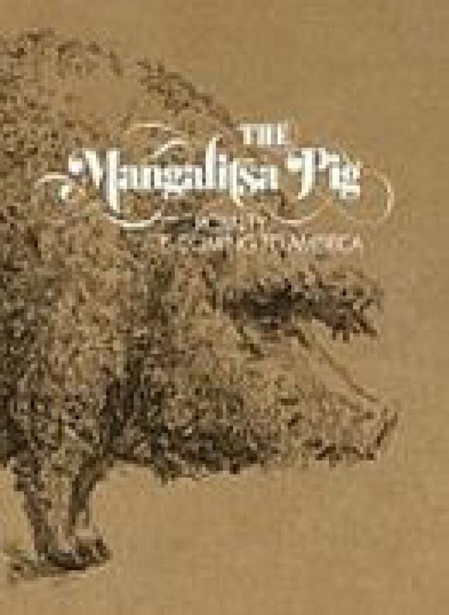 The Mangalitsa Pig